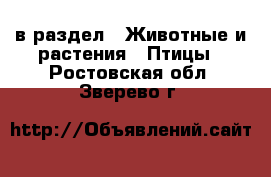  в раздел : Животные и растения » Птицы . Ростовская обл.,Зверево г.